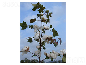 �����42̖-�޻��N��-�����r(n��ng)�I(y��)