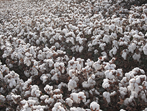 �����67̖-�޻��N��-�����r(n��ng)�I(y��)