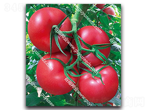 ����������̖F1-���ѷN��-����N�I