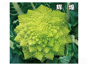 輝煌-花菜種子-惠爾稼