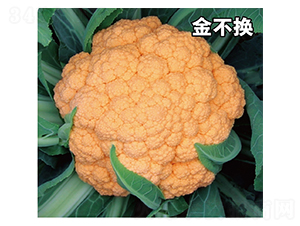 金不換-花菜種子-惠爾稼