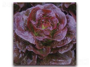 紅寶2號-生菜種子-圣華德豐