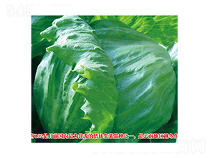 劍客（102）-生菜種子-圣華德豐