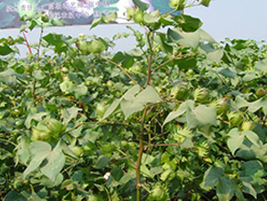 �~�s411-�޻��N��-���r�l