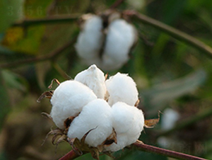 ���s��9̖-�޻��N��-���r�l