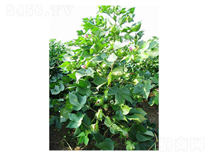 ��ʢ��66-�޻��N��-���r�l