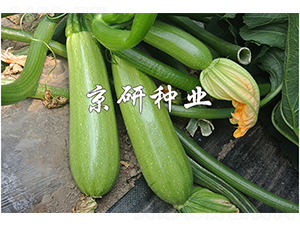 ����11̖-�����J�N��-����