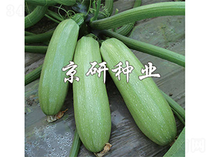 ����CRV1-�����J�N��-����