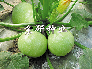 ����2̖(h��o)-�����J�N��-����