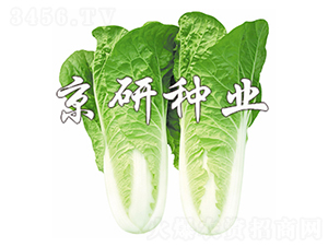 ���п��4̖-��˷N��-����