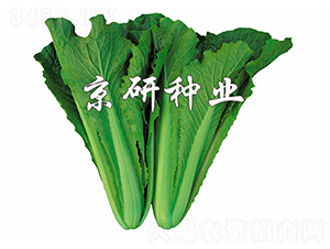 �G��2̖-��˷N��-����