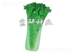 ����14-20-�ײ˷N��-����