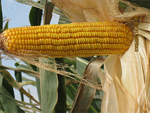 農光4-玉米種子-農光種業