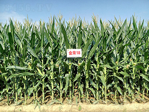 ����18-���׷N��-�����N�I