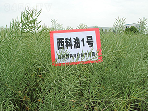 ������1̖-�Ͳ˷N��-�����r�I