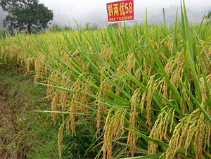 ǭ�Ƀ�(y��u)58-ˮ���N��-�����r(n��ng)�I(y��)