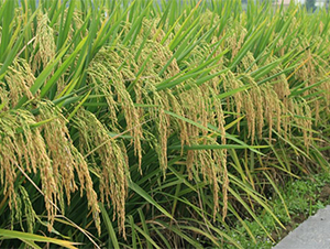 B��268-ˮ���N��-�����r�I