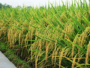 �����Ƀ�(y��u)140-ˮ���N��-�����r(n��ng)�I(y��)