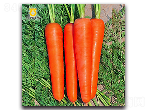 �A�Rʿ-���}���N��-���r�N��