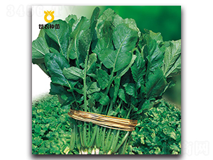 ϲ���~�}��-�}���N��-���r�N��