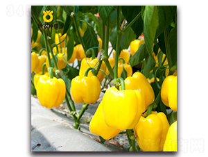 ���ρ�-�����N��-���r�N��