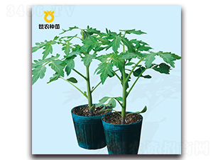 ����2̖-������ľ�N��-���r�N��