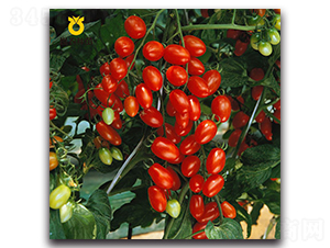 ܽɺ88����ɽ88��-���ѷN��-���r�N��