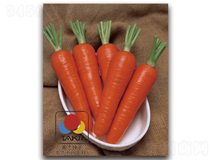 �t����-���}���N��-�S�{�N��