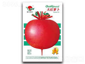 ��t�}��-�}���N��-�ʴ��r�I