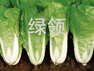 ���v1259-��˷N��-�G�I�N�I