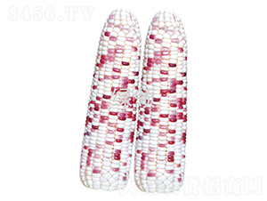 ����Ŵ608-���׷N��-�G�I�N�I