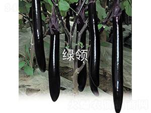 貝里斯-茄子種子-綠領(lǐng)種業(yè)