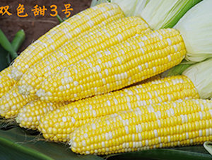 �pɫ��3̖-�����׷N��-���r��