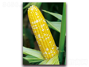 �pɫ����-�����׷N��-���r��