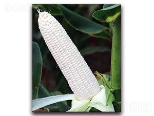 ��Ŵ1805-Ŵ���׷N��-���r(n��ng)��