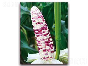 ����Ŵ617-��Ŵ���׷N��-���r��