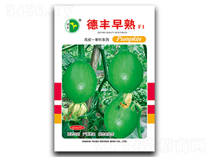 德豐早熟-南瓜種子-德豐種業(yè)
