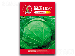 綠球1097-甘藍(lán)種子-中江農(nóng)業(yè)