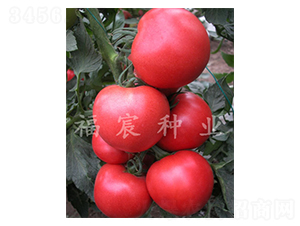 達菲9006-西紅柿種子-福宸農業