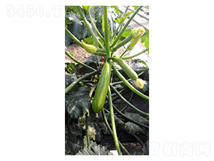 �G��808-�����J�N��-����r�I