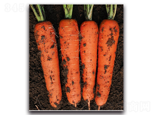 ��t��̖-�}���N��-�����r(n��ng)