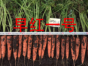 ��tһ̖(h��o)-�}���N��-�����r(n��ng)