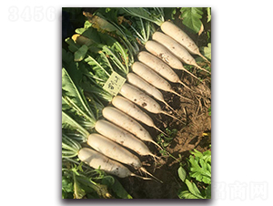 ѩ����̖(h��o)-�}���N��-�����r(n��ng)