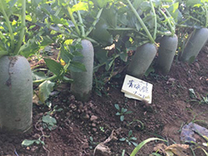 ��Ǵ���̖(h��o)-�}���N��-�����r(n��ng)