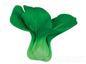 ���u����-�๣�˷N��-�W�m��