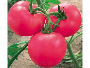 �ϚW���F��-���ѷN��-�W�m��