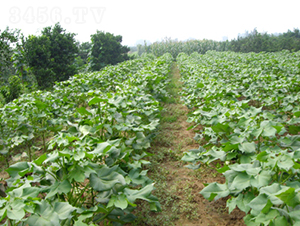 ���s��28̖-�޻��N��-�һ�Դ