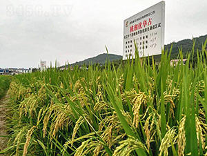 ���惞�Aռ-ˮ���N��-�һ�Դ