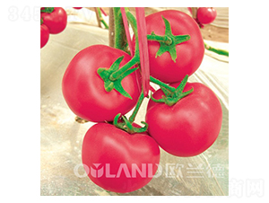 ����2̖-���ѷN��-�W�m��