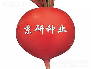 ���t3̖(h��o)-�}���N��-����